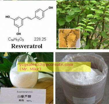 Giant Knotweed Extract